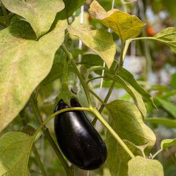 Growing Eggplant in Greenhouse at Turtle Rock Farm in Bedford New York