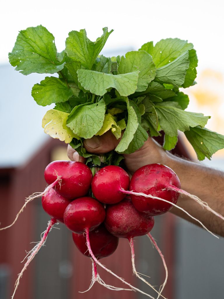 Radishes