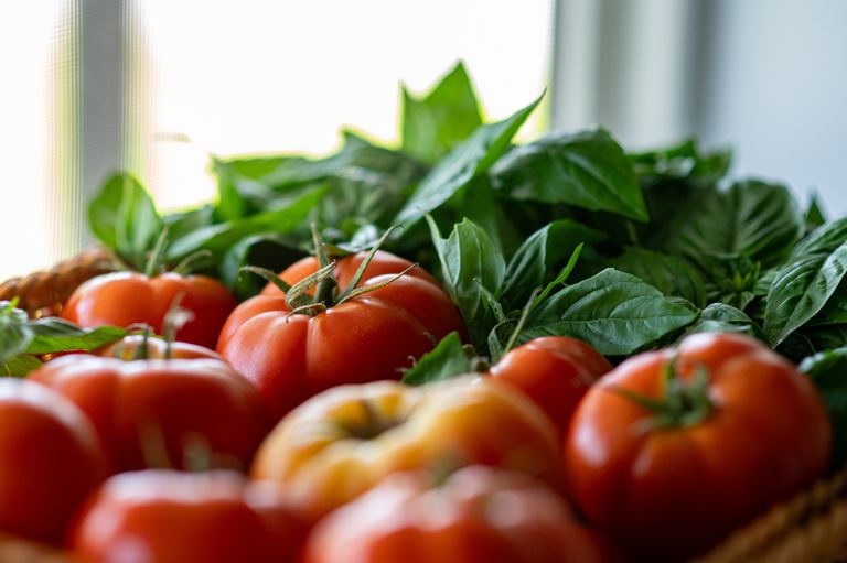 A basket filled with ripe red tomatoes and fresh green basil leaves, placed by a sunlit window.