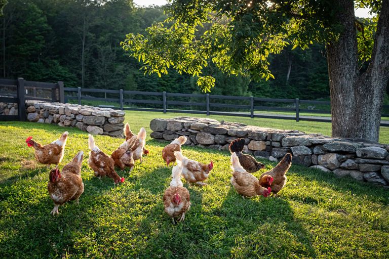Chickens foraging on a grassy field under a tree, with stone walls and a wooden fence in the background.