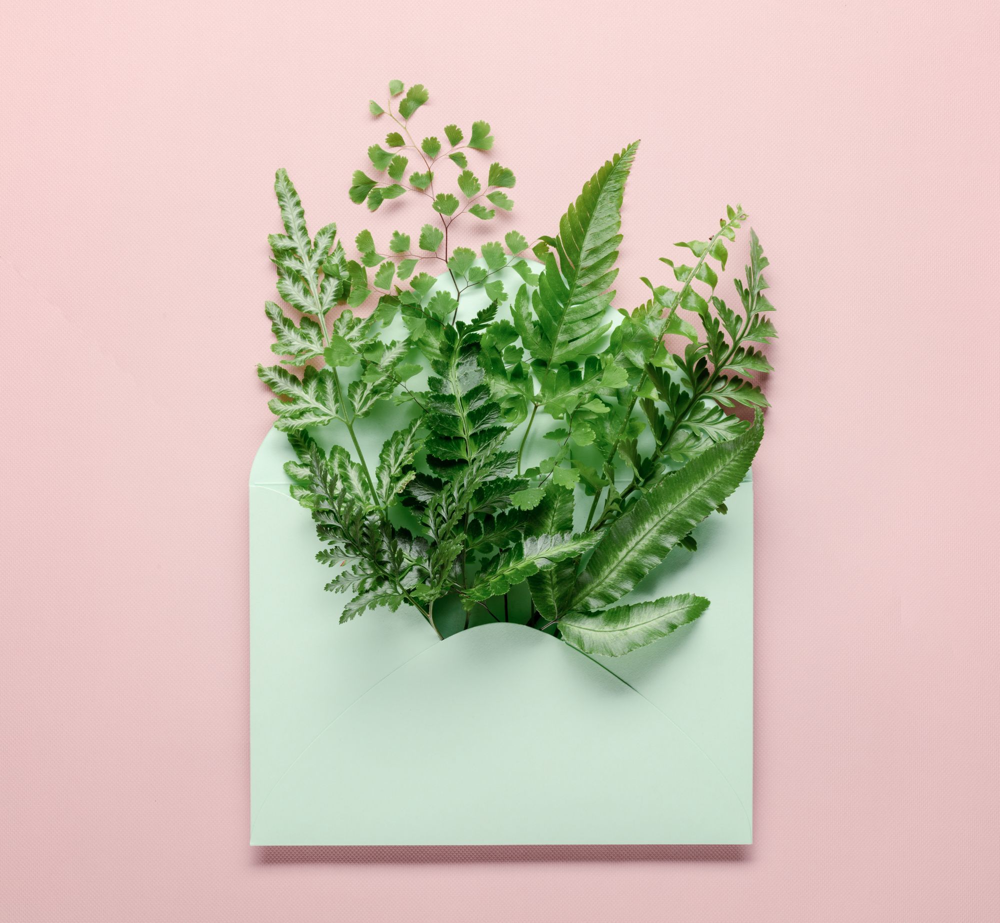 How to Ship Plants: Prep, Pack & Mail | noissue