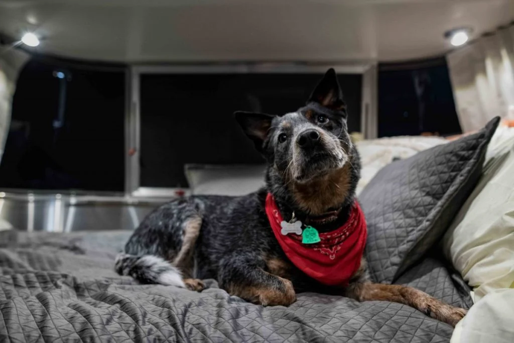 A black and gray dog wearing a red bandana lies on a neatly made bed with gray quilted bedding inside a cozy, softly lit room.