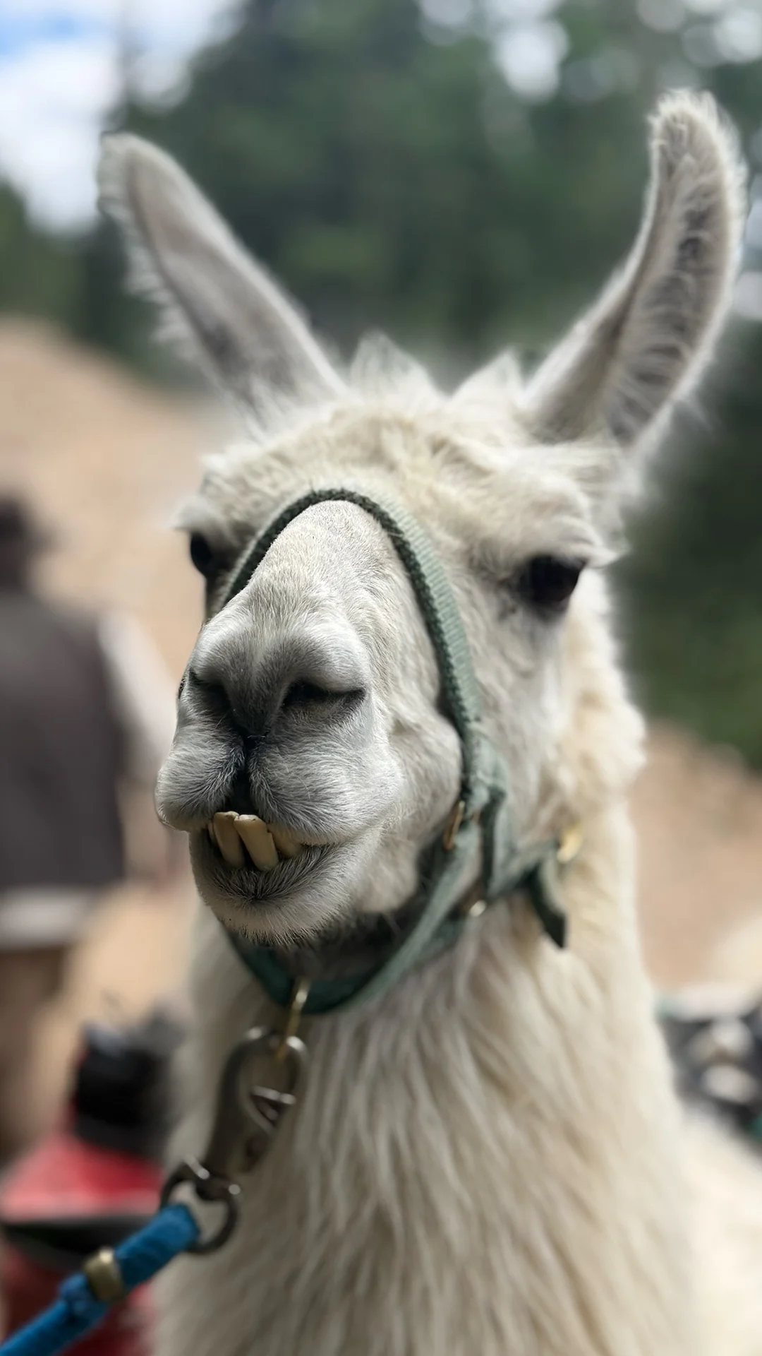 Close-up of a white llama with fuzzy ears wearing a halter, looking directly at the camera, with a blurry outdoor background.
