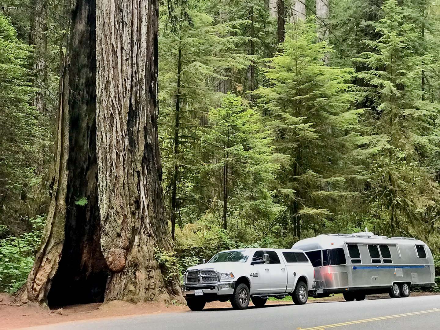 A large white pickup truck towing a shiny silver Airstream trailer is parked on a road beside a massive redwood tree in a lush green forest. The tree trunk towers over the vehicles, highlighting its enormous size.
