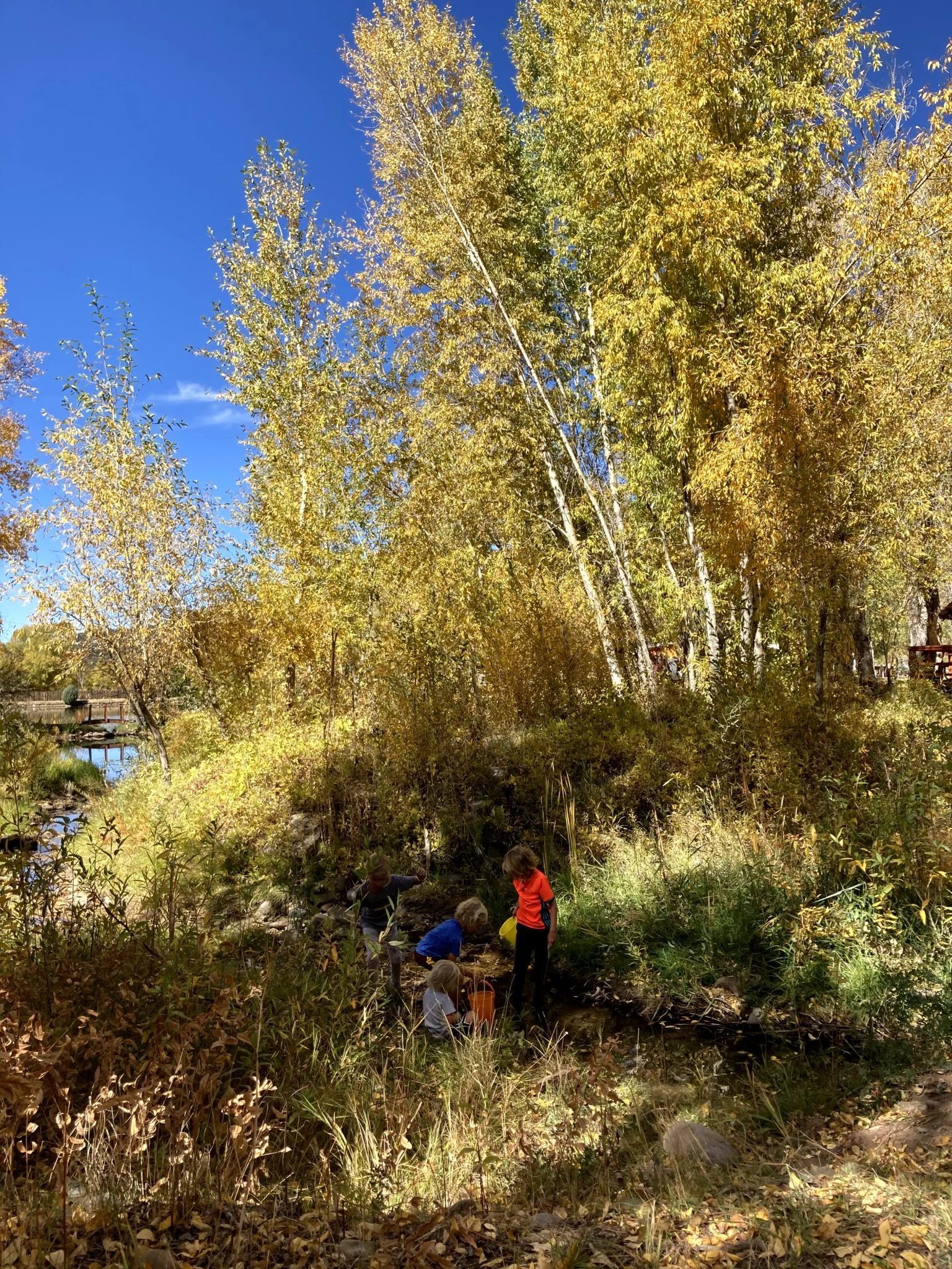 Children play near a small stream surrounded by tall trees with golden autumn leaves under a clear blue sky. Sunlight filters through the foliage, casting warm light on the scene.