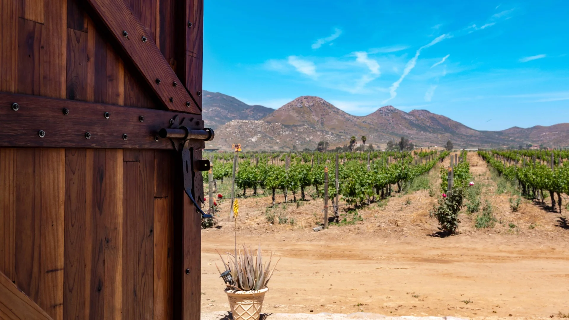 A wooden barn door opens to reveal a vineyard with rows of grapevines, under a clear blue sky and a mountainous backdrop.