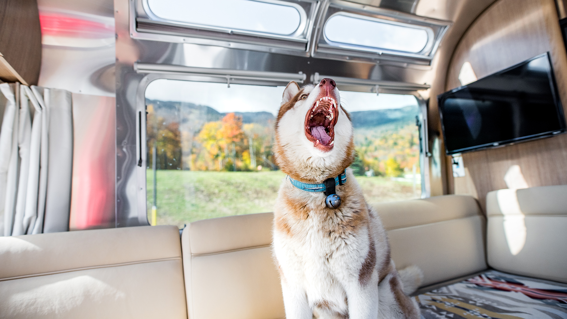 Husky in Airstream Camper Trailer|Airstream Basecamp Pets Travel|airstream-traveling-with-pets-trips-tricks1|Airstream Basecamp Desert Dogs Pets|airstream-traveling-with-pets-trips-tricks3|airstream-traveling-with-pets-trips-tricks4|Airstream Dog|Airstream Pets Pig|airstream-traveling-with-pets-trips-tricks7|Camping in a BasecampX with a Dog|Airstream-Blog-AirstreamersBestFriend-Dog-BlogHeader-Opt9