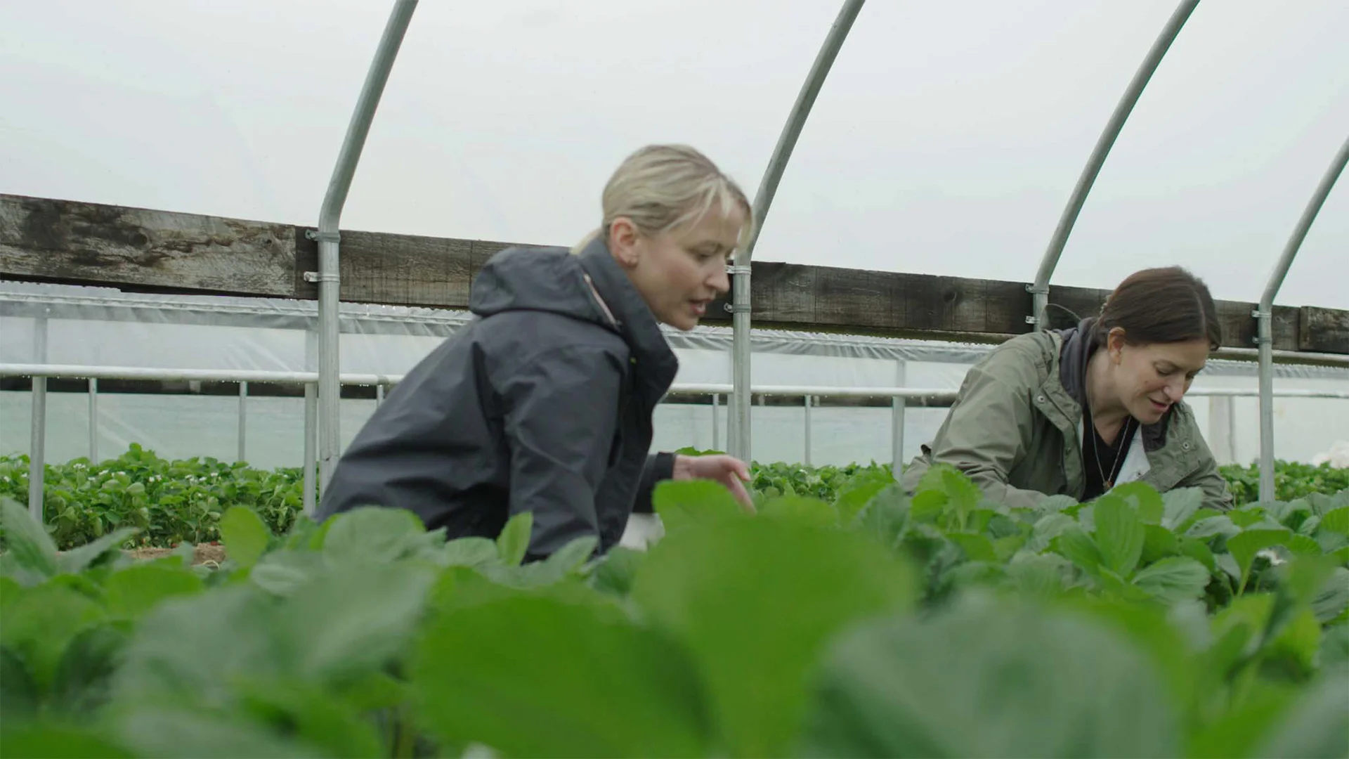 Two people tending to green plants in a greenhouse, wearing jackets, focused on their work amidst lush greenery.
