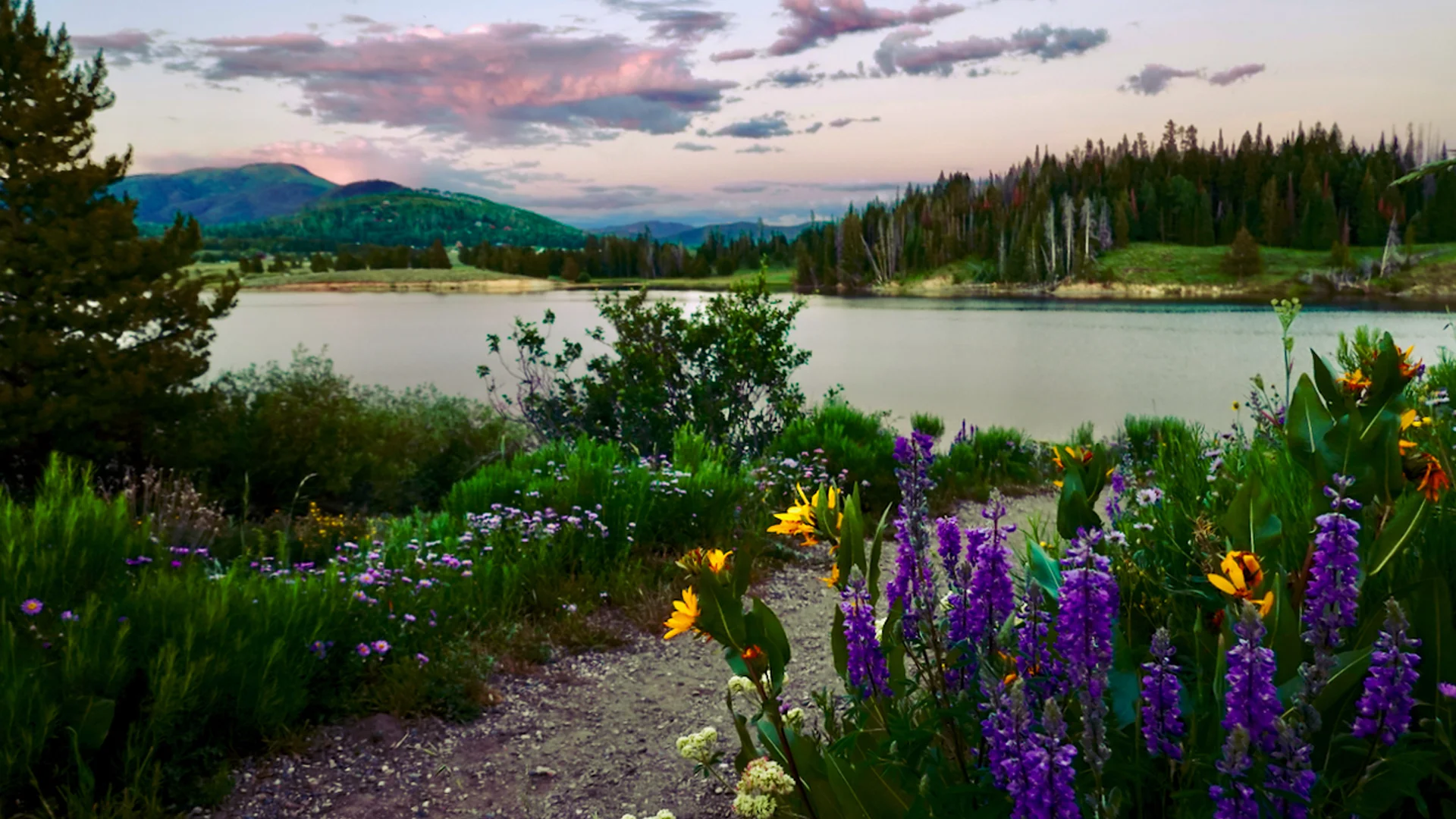 Wildflowers in purple and yellow bloom along a lakeshore at sunset, with calm water, evergreen trees, and distant mountains under a colorful sky with pink clouds.