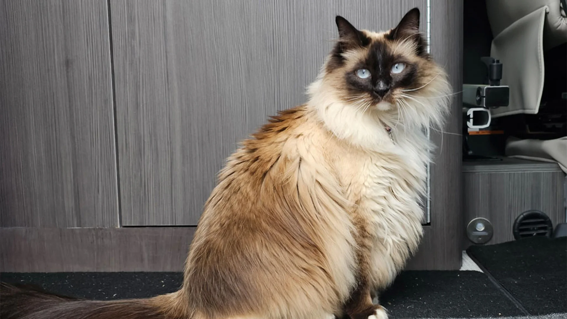 Fluffy Siamese cat with blue eyes and cream-brown fur sits on a carpeted floor, in front of a wooden cabinet.