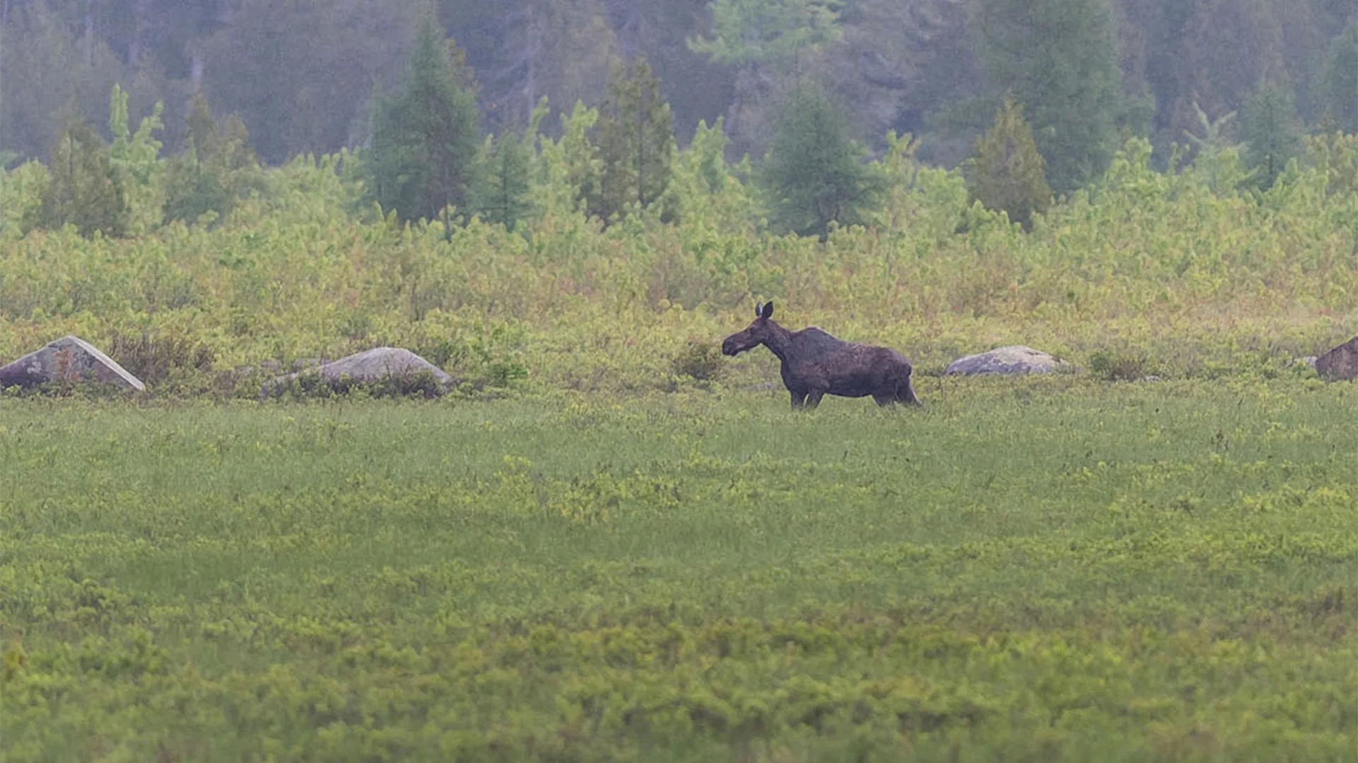 A lone moose stands in a lush green meadow with scattered rocks and dense trees in the background.