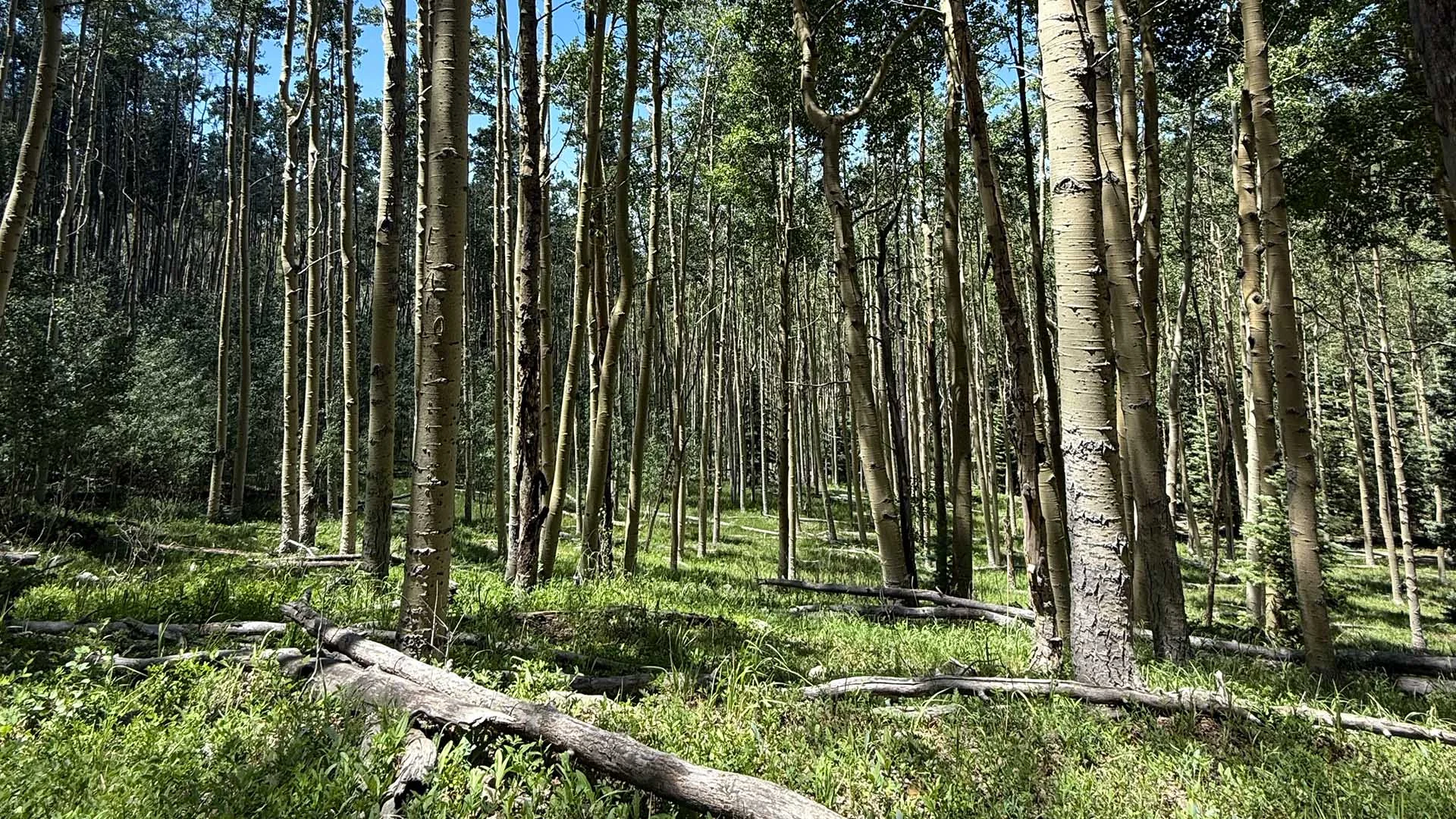 A dense forest of tall Aspen trees with a lush green understory, sunlight filtering through the canopy.