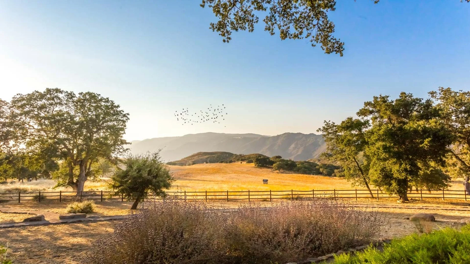 Sunny landscape with a grassy field, scattered trees, a wooden fence, mountains in the background, and birds flying in a clear blue sky.