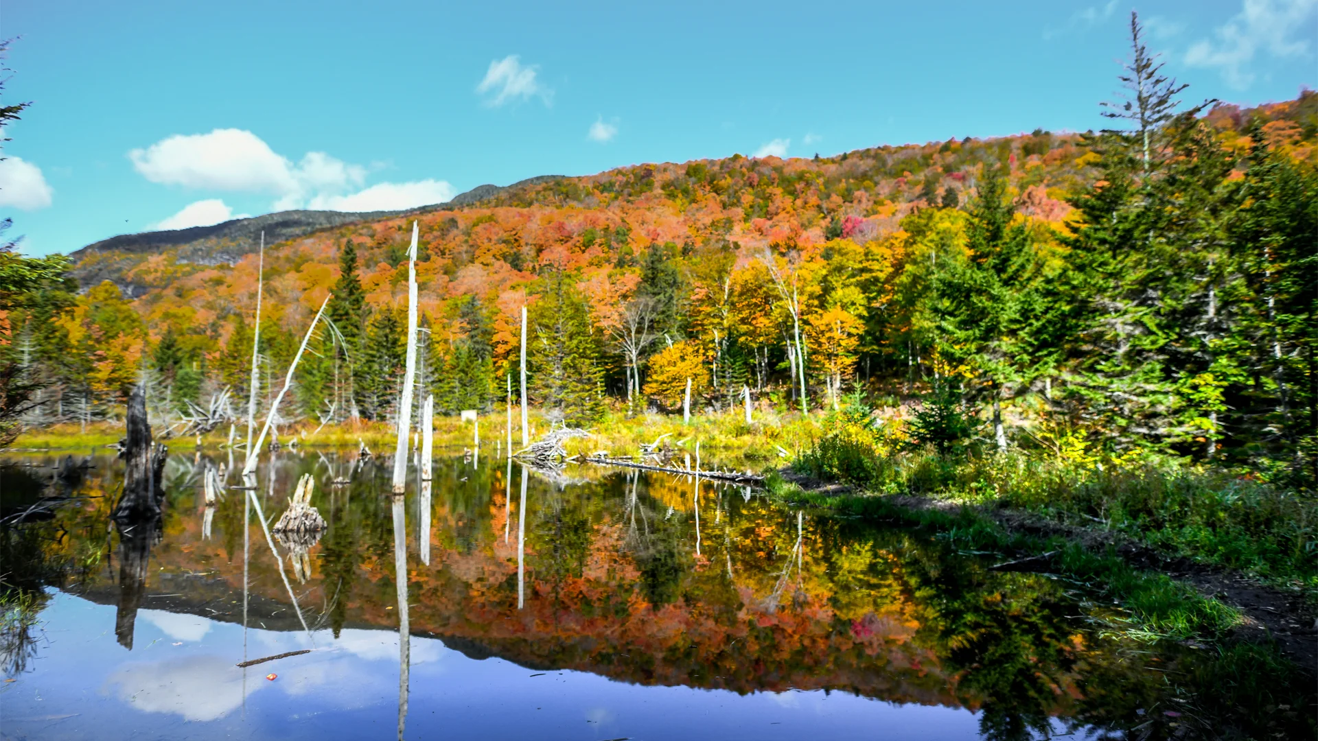 A serene autumn landscape with a pond reflecting colorful fall foliage and tree trunks against a clear blue sky with clouds.