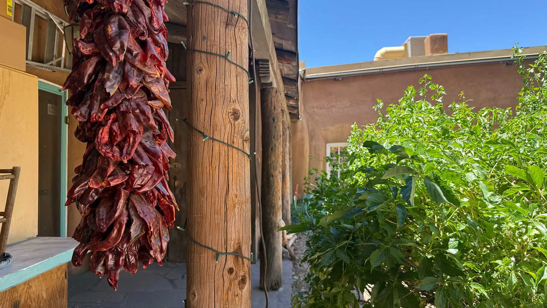Dried red chili peppers hang from a wooden beam near green plants in a sunny outdoor courtyard.
