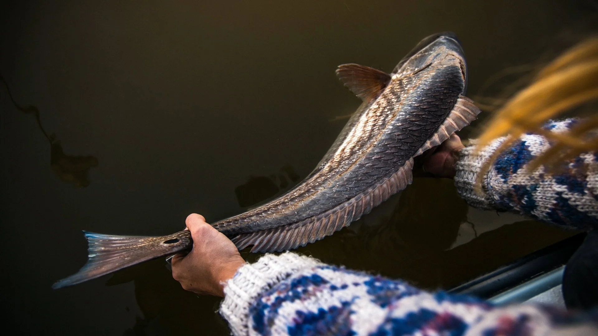 Person in a patterned sweater holds a fish over dark water, preparing to release it. The fish has distinct scales and a forked tail.