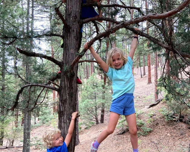 Three children play and climb on a tree in a forest. Two hang from branches, while one stands below. Pine trees surround them.