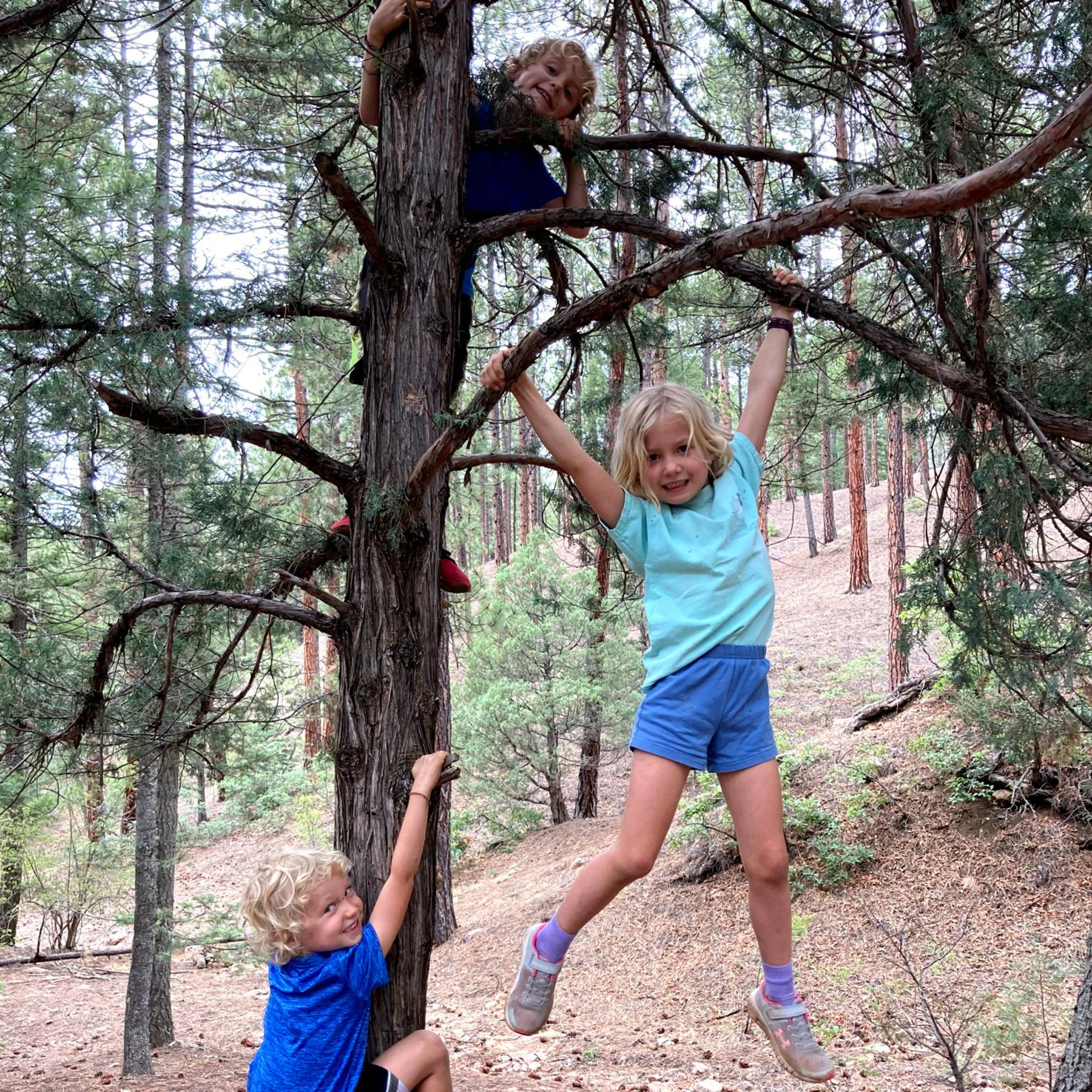 Three children play and climb on a tree in a forest. Two hang from branches, while one stands below. Pine trees surround them.