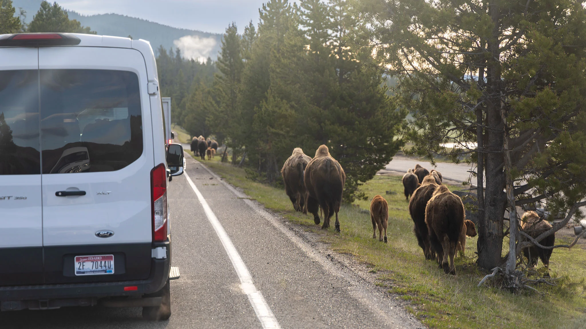 A herd of bison walks along a roadside near a parked white van, with trees and mountains in the background.