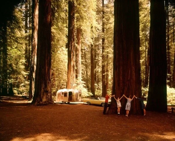 Four people stand holding hands around the trunk of a giant redwood tree in a forest campsite. Nearby, an Airstream trailer and a car are parked among towering trees, with sunlight filtering through the canopy.