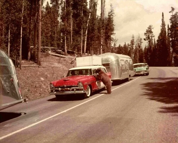 A brown bear stands on its hind legs, leaning against a red and white vintage car with a camper trailer, parked on a forest road. Another classic car and trailer are parked behind it among tall trees.