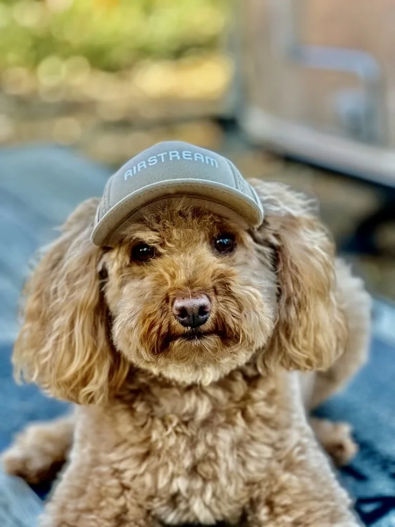 Fluffy brown dog wearing an "Airstream" cap, lying down on a textured surface with a blurred background.