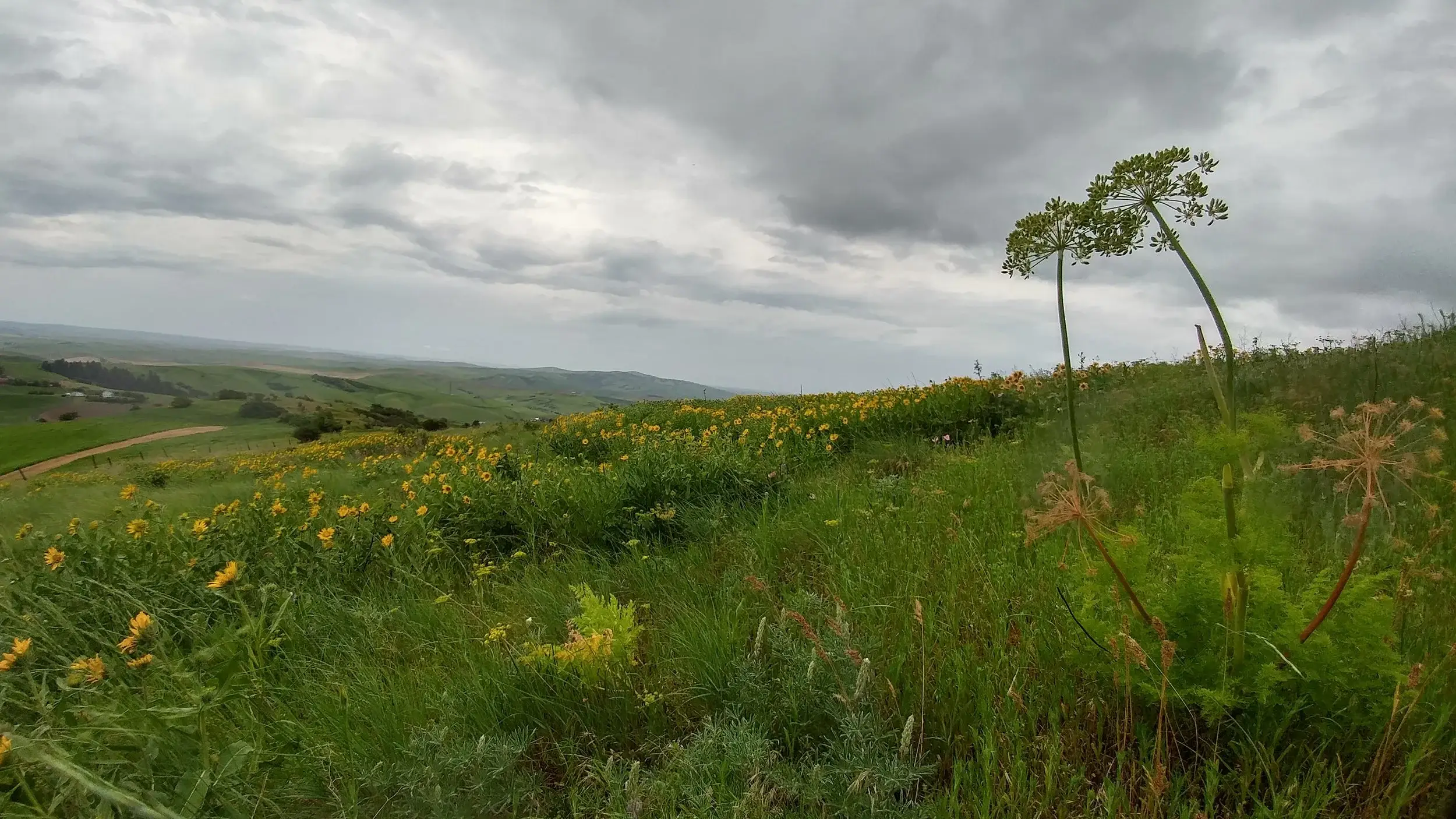 A green meadow with yellow flowers under a cloudy sky, featuring hills and distant landscapes in the background.