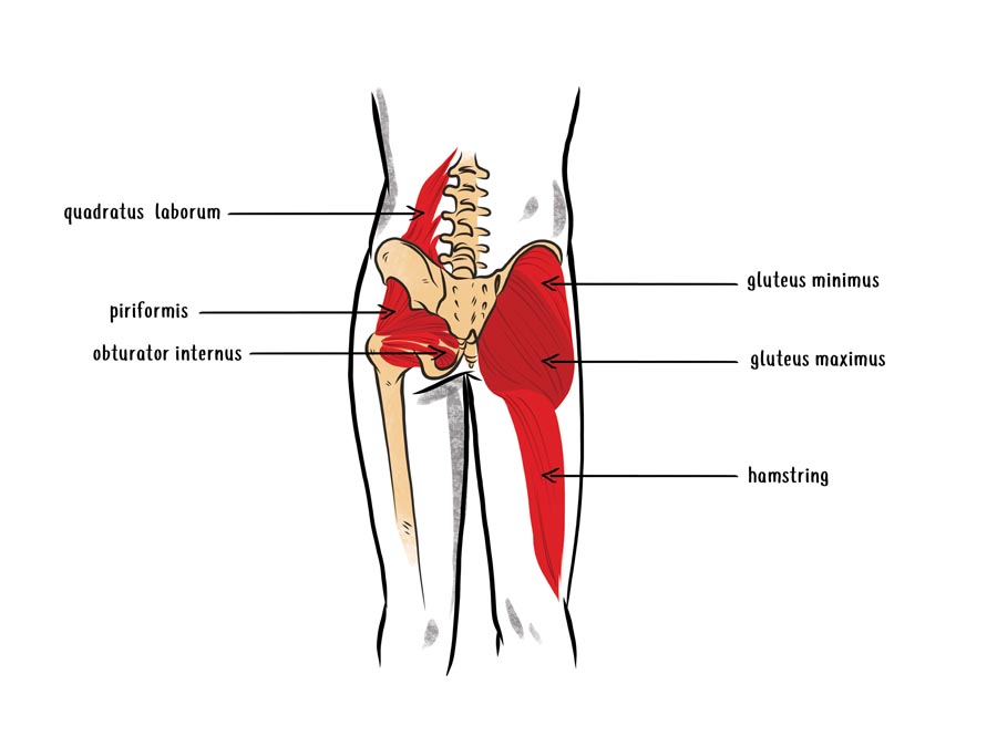 null anatomy illustration of the muscles on the back side of the body