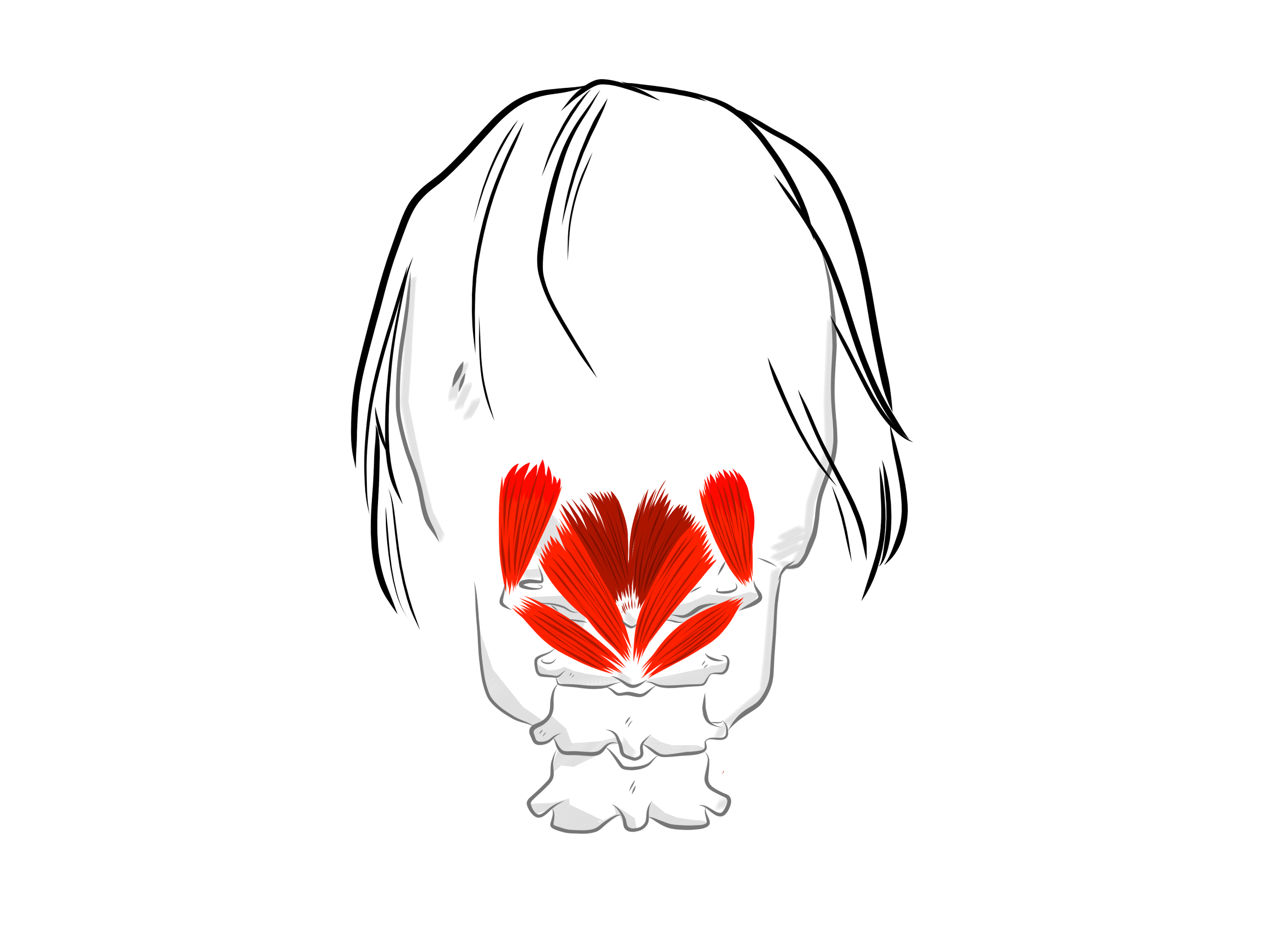 suboccipital muscles anatomy illustration