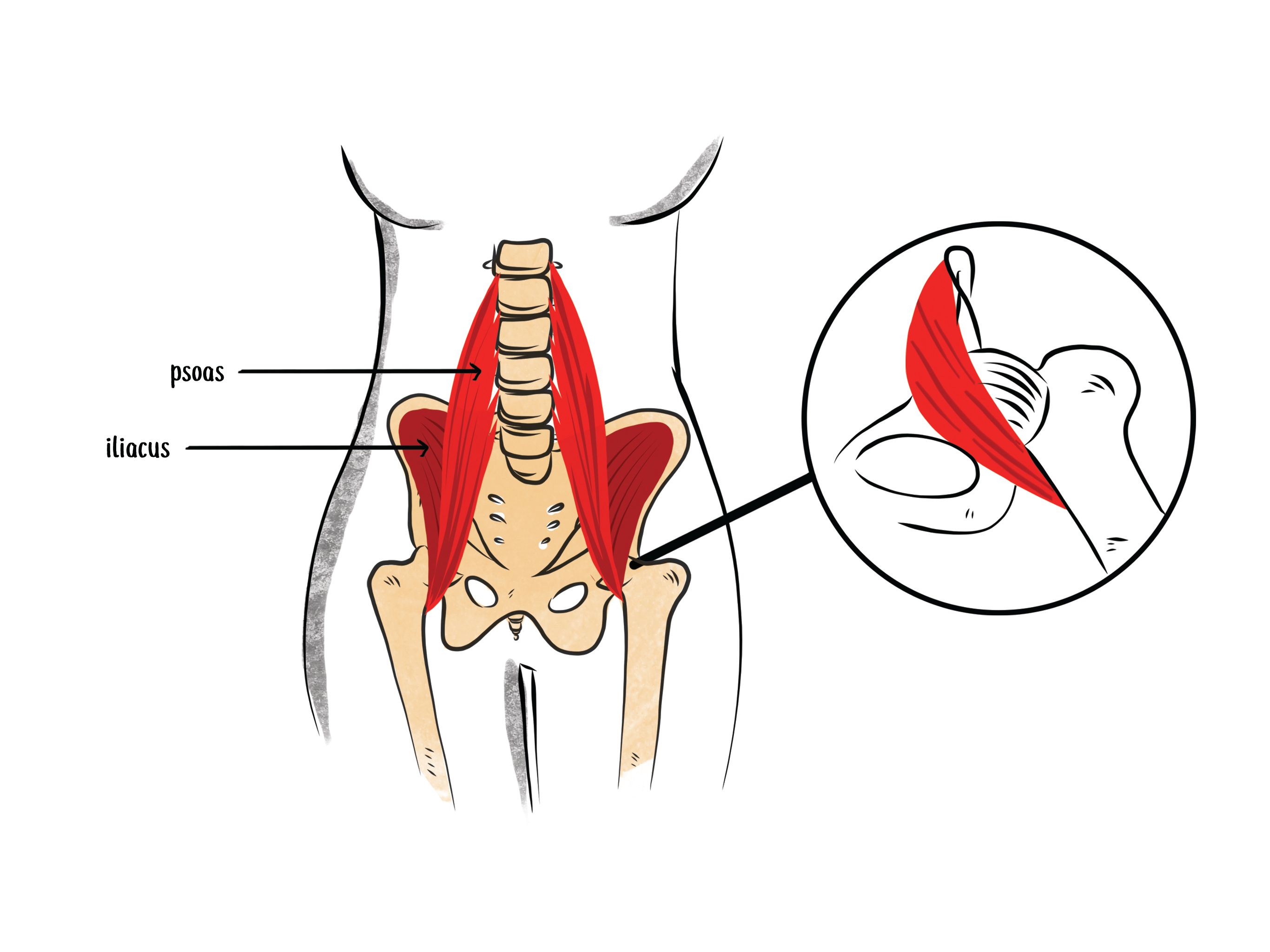anatomy illustration of hip flexor muscles insertion point near the hip joint