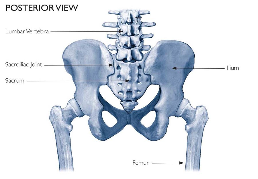 null anatomy illustration of the back side of the pelvis