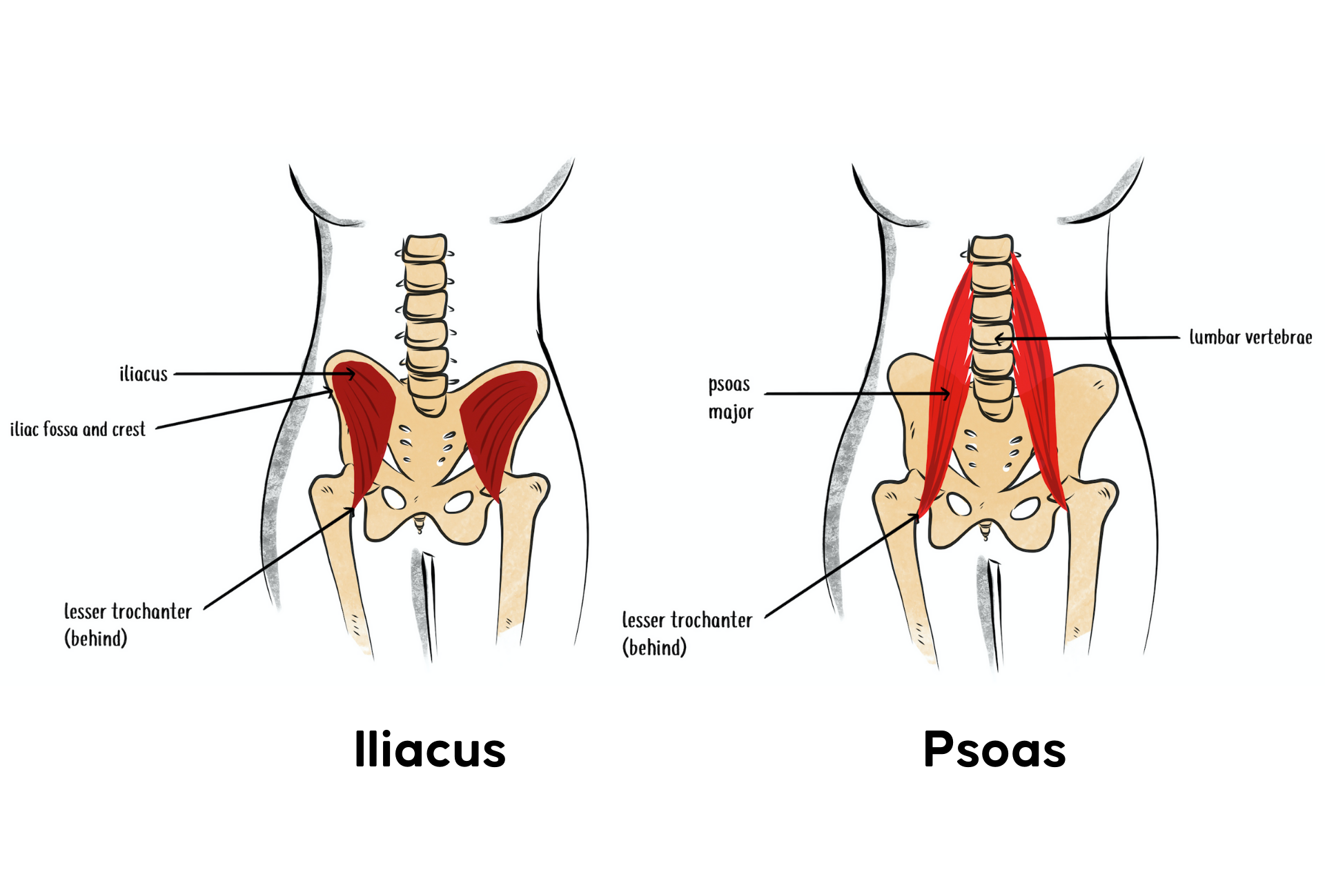 null anatomy illustrations of the iliacus and psoas muscles