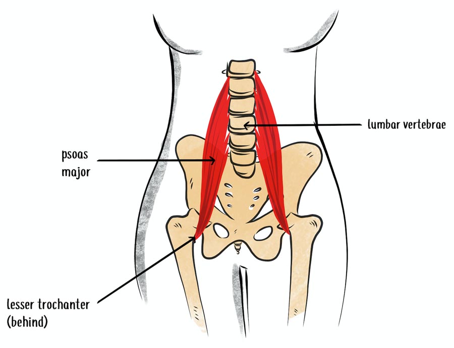 null anatomy illustration of the psoas muscle