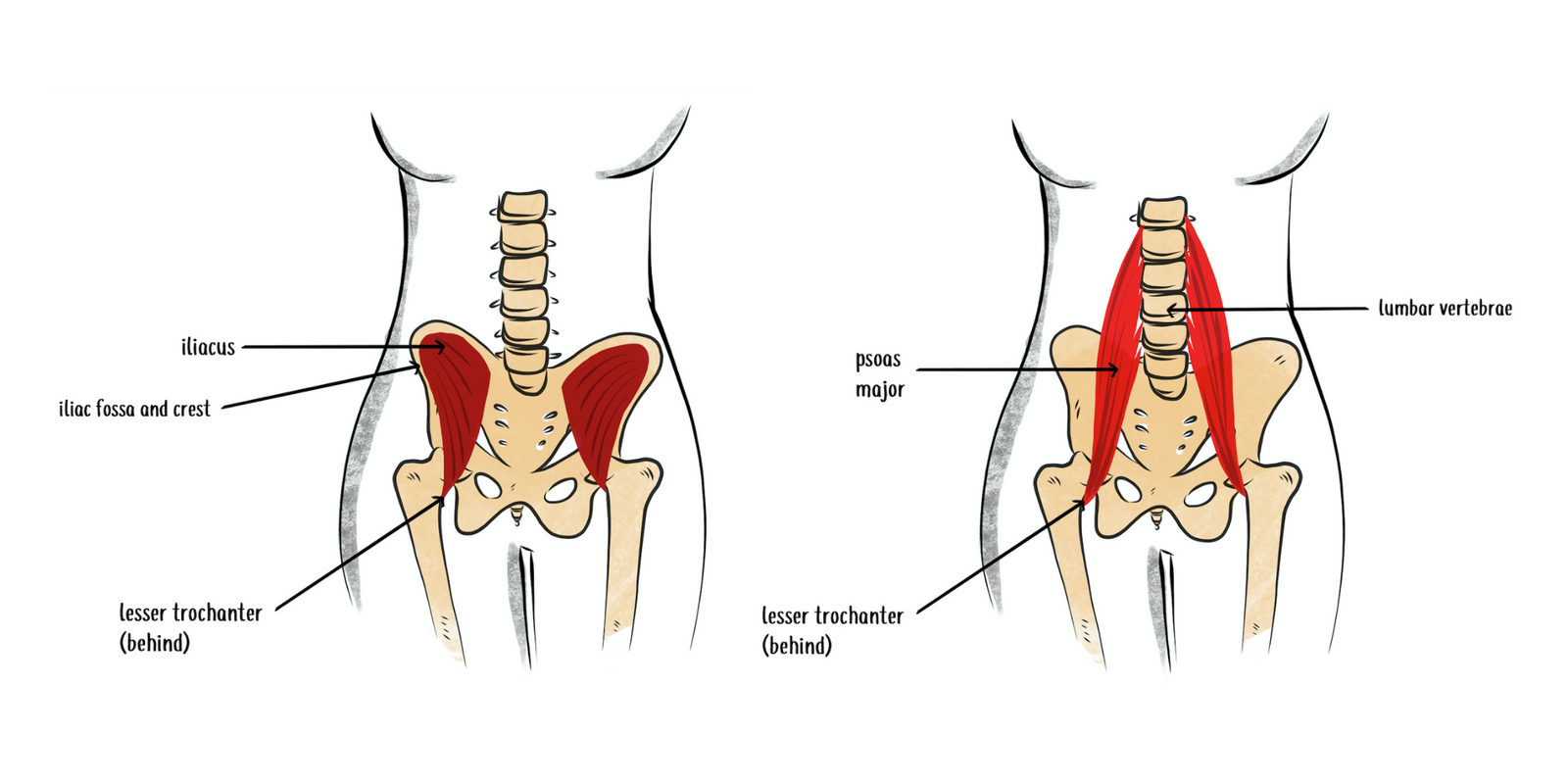 anatomy illustration of the psoas and iliacus muscles