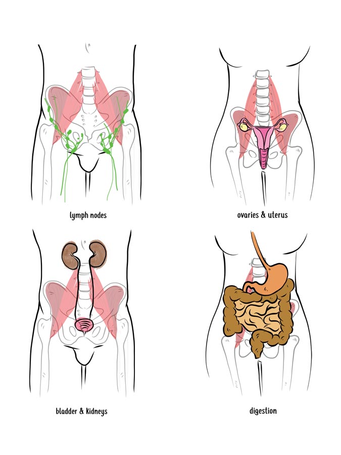 null illustration of surrounding organs affected by tight hip flexor muscles
