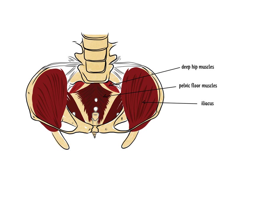 null anatomy illustration of hip flexors and pelvic floor muscles