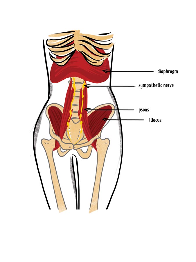 null anatomy illustration of psoas and diaphragm