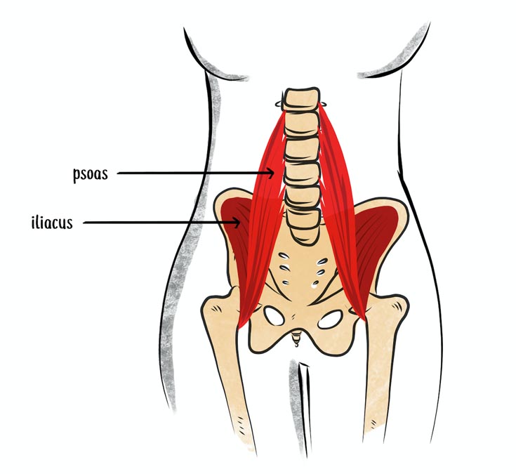 anatomy illustration of the psoas and iliacus muscles