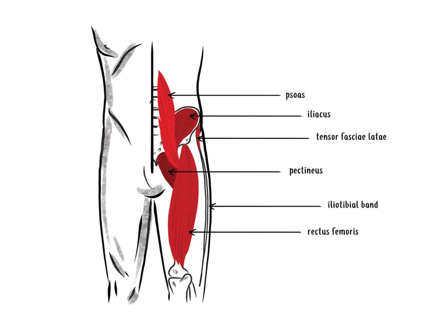null anatomy illustration of the hip flexor muscle complex