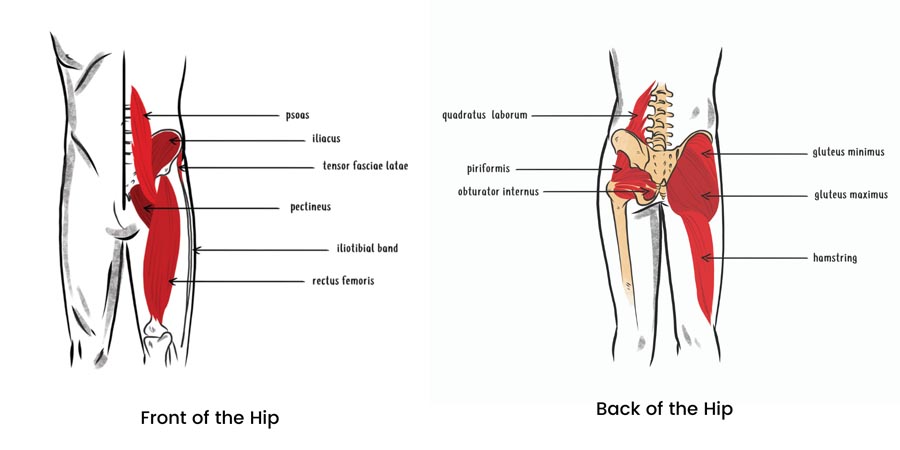 Anatomy image of the muscles on the front and back sides of the hip