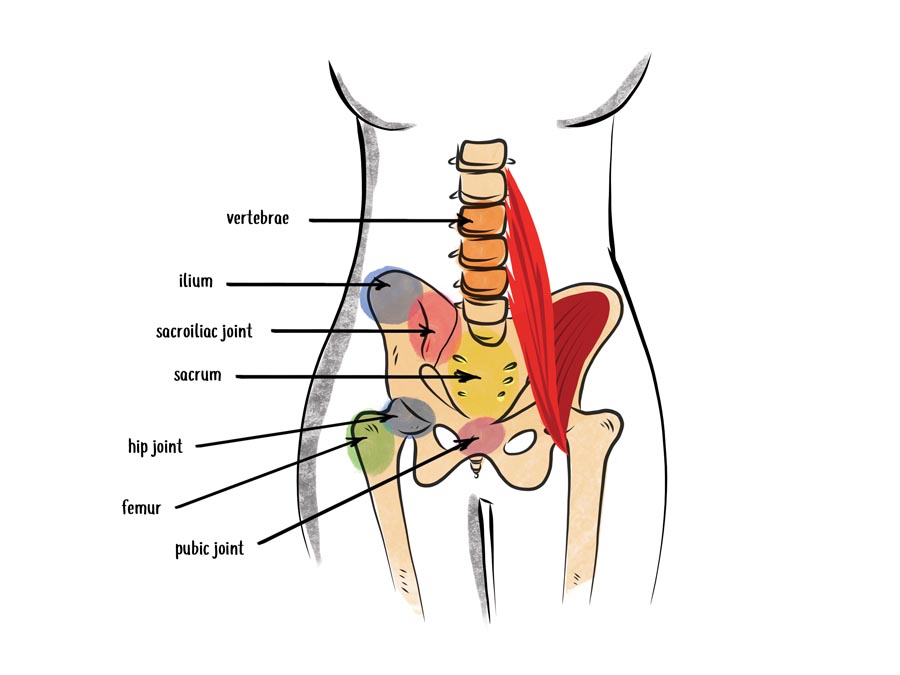 anatomy illustration of the iliopsoas