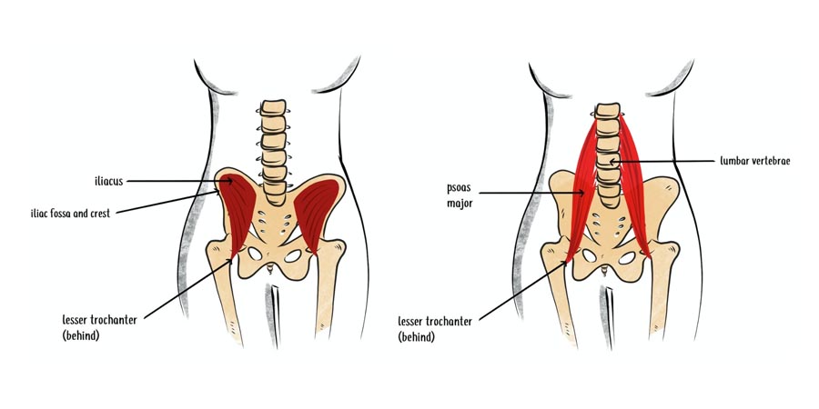 null anatomy illustration of the psoas and iliacus muscles