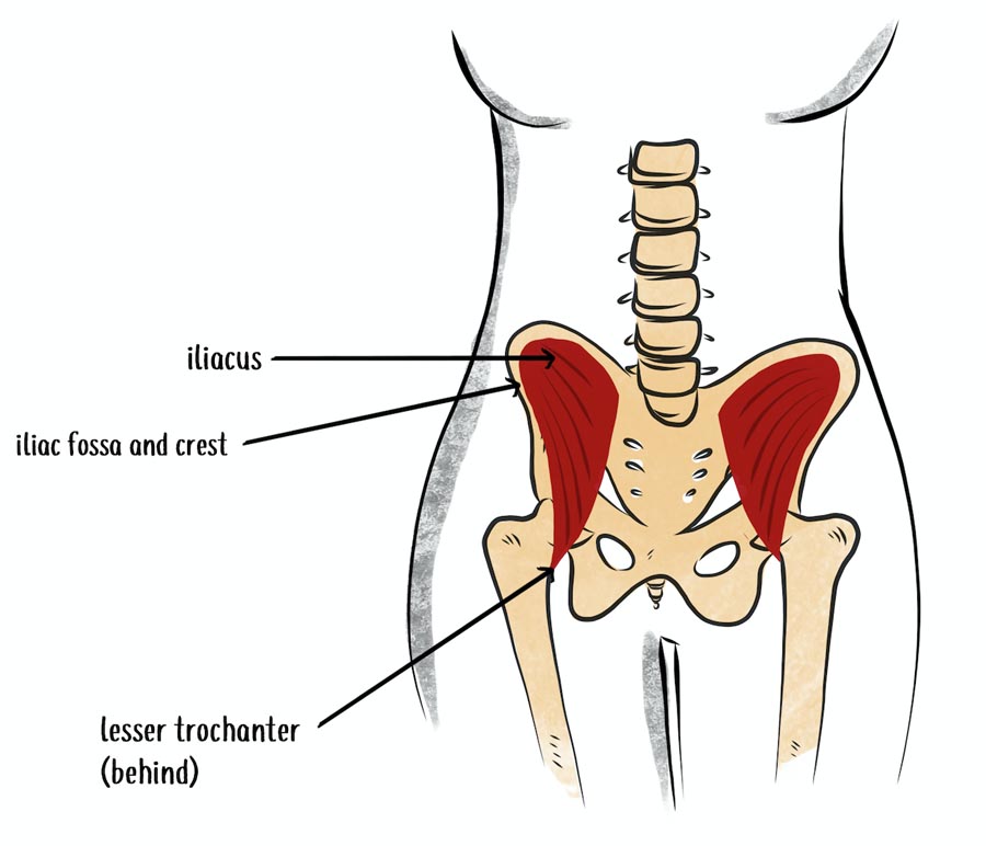 null anatomy illustration of the iliacus muscle