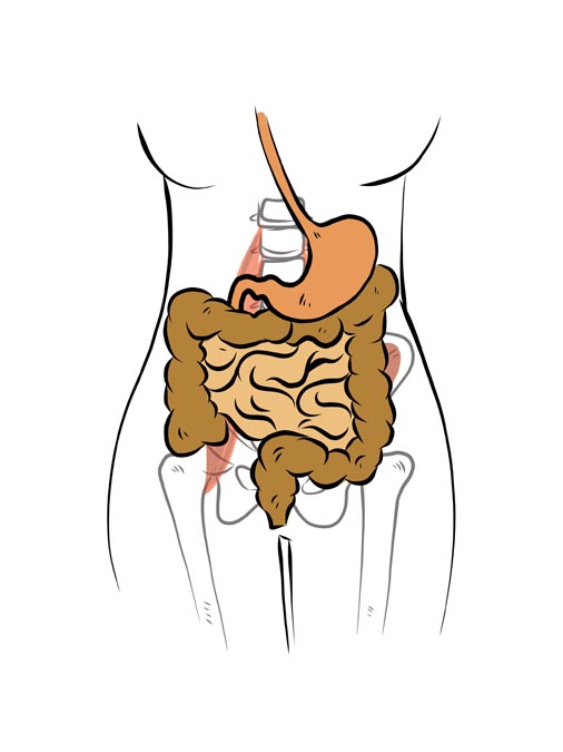 null anatomy illustration of hip flexors relative to digestive system organs