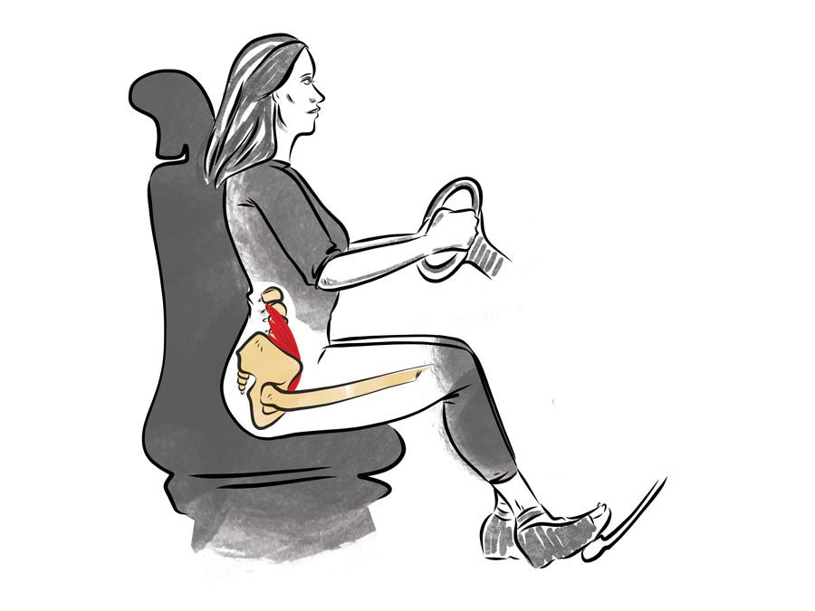 null anatomy illustration of the hip flexor muscles when driving