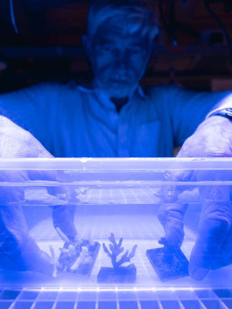 Stephen Palumbi examining small coral specimens in an illuminated blue-lit water tank in a laboratory setting.