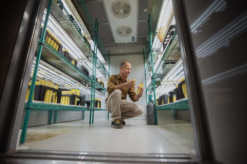 A researcher crouches in a brightly lit cold-storage room lined with shelves of yellow-capped culture containers, examining a fungal sample he holds in both hands.