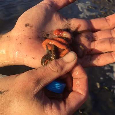 A person holds a slimy red-brown worm in their hand, with muddy surroundings and in dimming light.