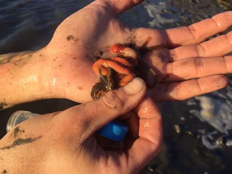 A person holds a slimy red-brown worm in their hand, with muddy surroundings and in dimming light.