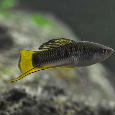 Male X. malinche, a small dark fish with bright yellow fins and swordtail, swims in a laboratory tank.